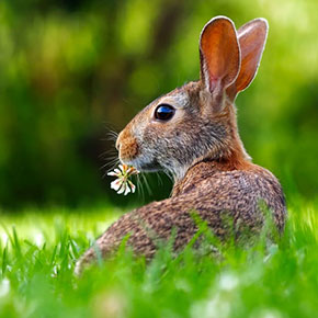Outdoor rabbit advice from Edgewood Vets