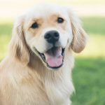 Are you pet-prepared this summer?