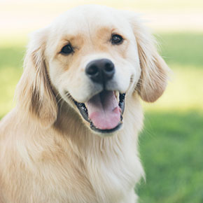 Are you pet-prepared this summer?