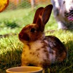 Edgewood Vet’s vital flystrike advice