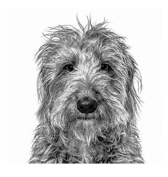 On Dogs: An Anthology