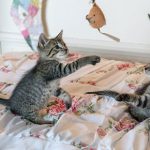 Vital tips for new kittens in Purleigh
