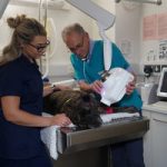 Does your dog or cat have dental disease?