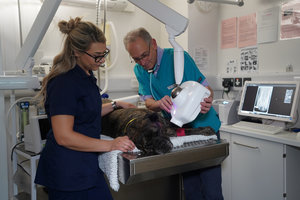 Does your dog or cat have dental disease?