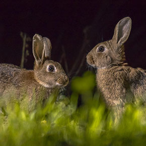 Bonfire night safety for rabbits in Essex