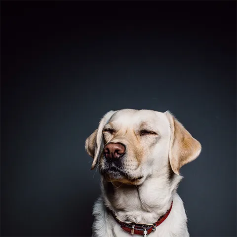 How to Deal with a Pet Poisoning