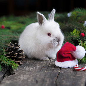 Advice from Edgewood Vets on snug winter rabbits