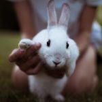 Enjoying quality time with your rabbit