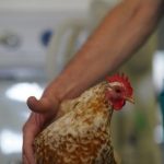 Backyard Poultry at risk from Avian Influenza