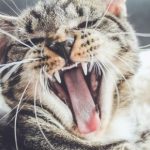 Improve your awareness of feline dental hygiene