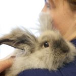 How to prevent dental disease in rabbits