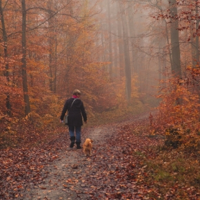 Make sure you don’t over walk your dog