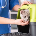 Visiting Edgewood Veterinary Group during the Coronavirus outbreak