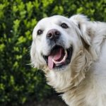 Helping your dog get more out of life