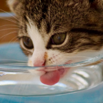 Avoiding summer hazards for your cat