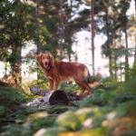 Keeping your dog cool all summer