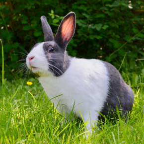 Edgewood Vet’s summer safety tips for rabbits