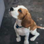 How to safely transport your dog