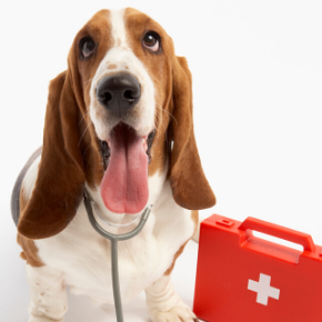 Head vet Jürgen explains how to recognise 7 conditions that require first aid for dogs.