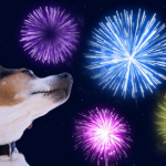 Prepare your pet in time for fireworks night with advice from our head vet Jürgen Theinert.