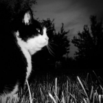 Edgewood Veterinary Group has some dark night safety advice for cat owners.