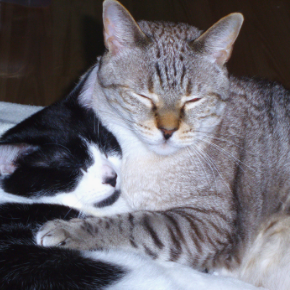 Five things owners of elderly cats should look out for