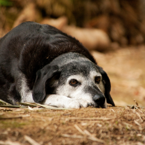 Jürgen Theinert recommends 5 things to look out for in older dogs