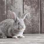 How to provide senior rabbit care for healthy & happy bunnies