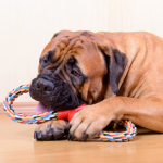 How to buy dog toys and other Christmas treats for pets in Purleigh