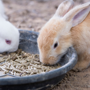 Edgewood Vets rabbit meal planner is perfect for the new year