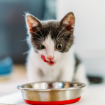 Cat diets must be done safely advises head vet Jürgen Theinert