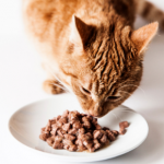 Cat nutrition – how to keep your feline happy