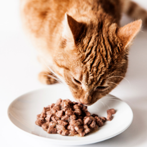 Cat nutrition – how to keep your feline happy