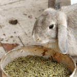 21 foods that can harm your rabbit in 2021