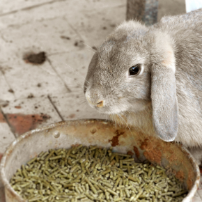 21 foods that can harm your rabbit in 2021