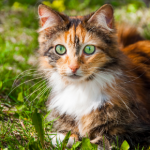 How to check your cat for fleas and flea dirt