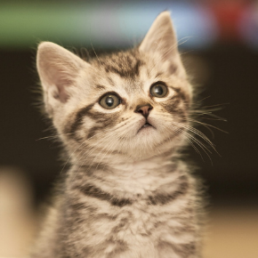 Nicola explains how to buy a new kitten