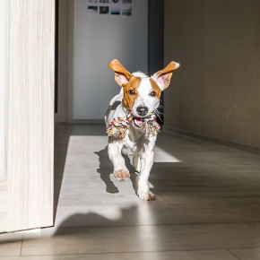 Petcare basics every new dog owner needs to understand