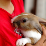 Understand the mental health benefits of living with a pet rabbit