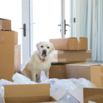 Edgewood Vets’ tips for moving house with your dog