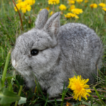 Edgewood Vets list of poisonous plants for rabbits could save your pet (from Rabbit Welfare association)