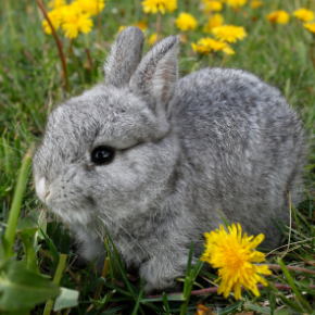Edgewood Vets list of poisonous plants for rabbits could save your pet (from Rabbit Welfare association)