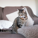 Male & female cats in heat – what you need to know