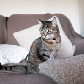 Male & female cats in heat – what you need to know