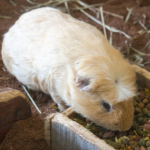 Breeding guinea pigs safely – why age matters