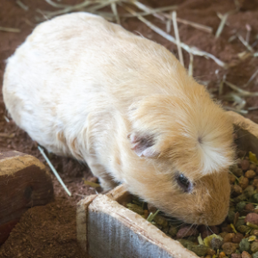 Breeding guinea pigs safely – why age matters