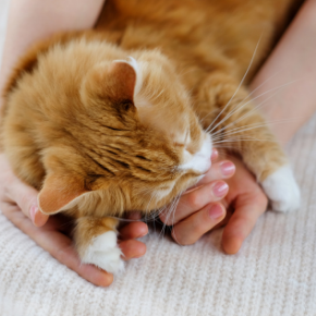 Why choose Edgewood Veterinary Group for your cat’s care