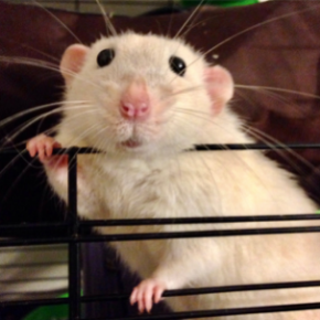 Edgewood Veterinary Group explains why small furry pets need a vet