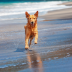 Six end of summer tips for dogs who need a boost