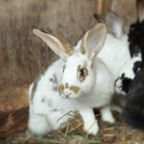 Flystrike in rabbits – fight it with our expert tips